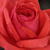 Vörös - Virágágyi floribunda rózsa - Resolut®